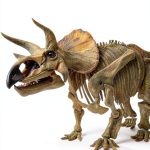 Paleontology Kindle eBook Columbia Press Fossil Evolution Guide-0